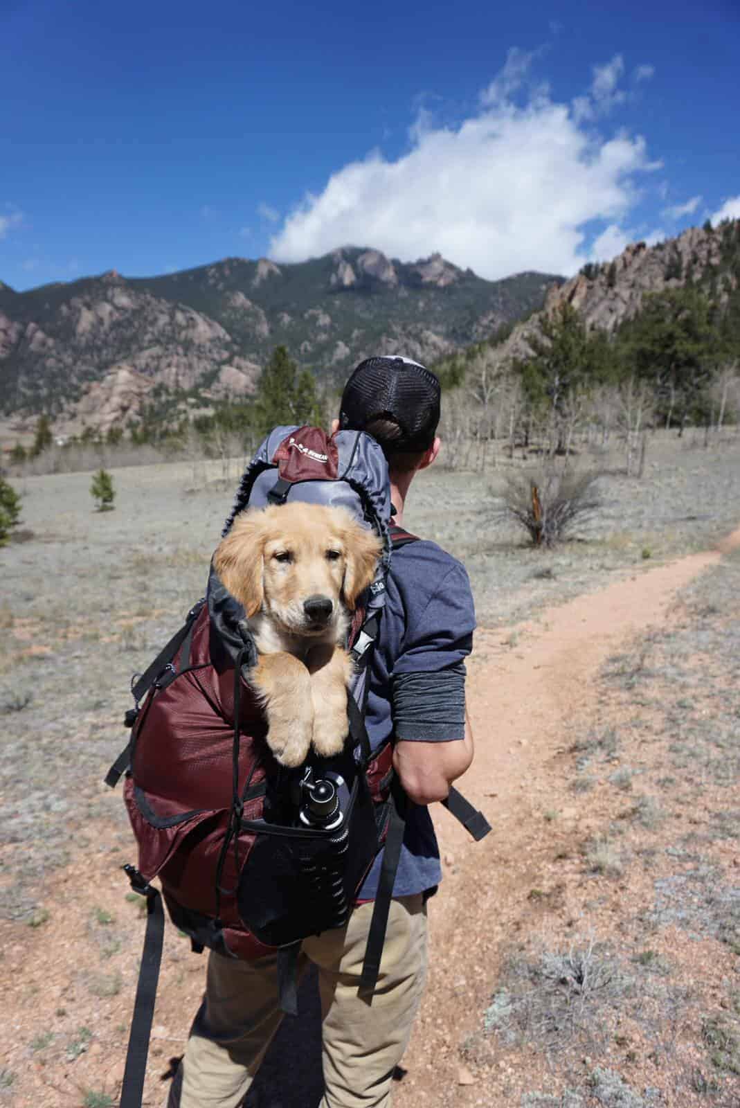 dog hiking bag