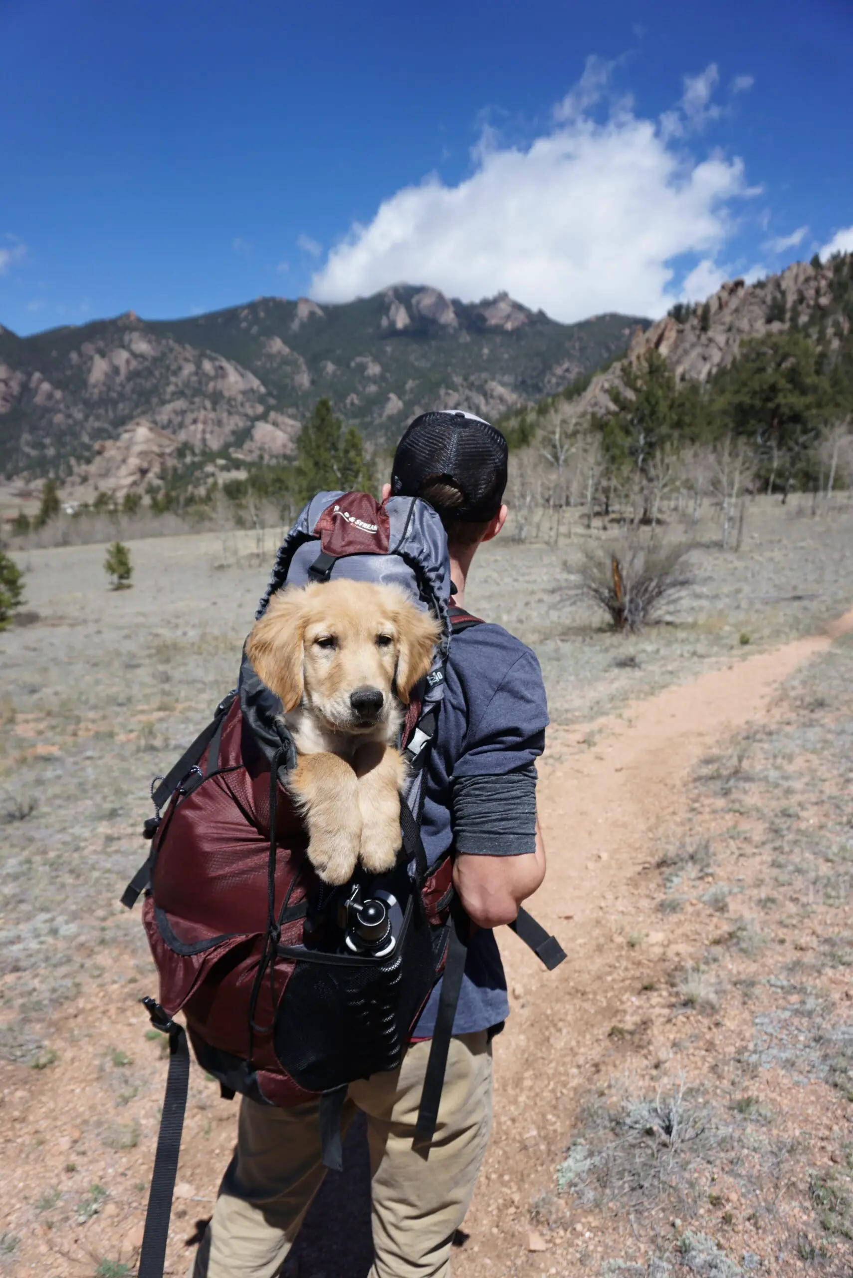man traveling with dog in backpack and no backpain