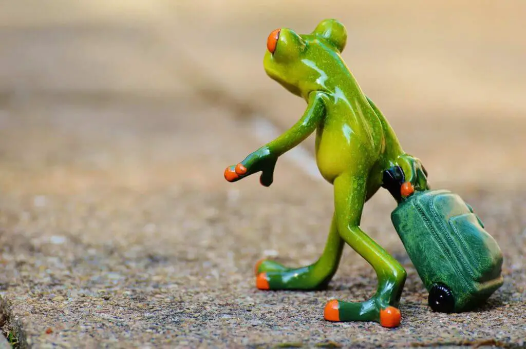 frog with 2-wheel luggage