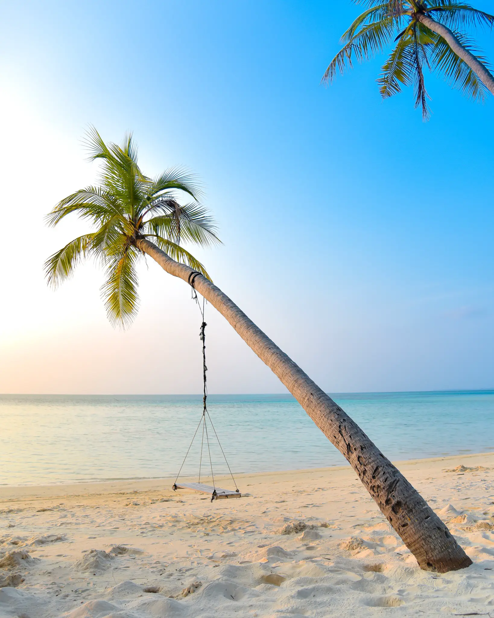 Palm tree at beach swing