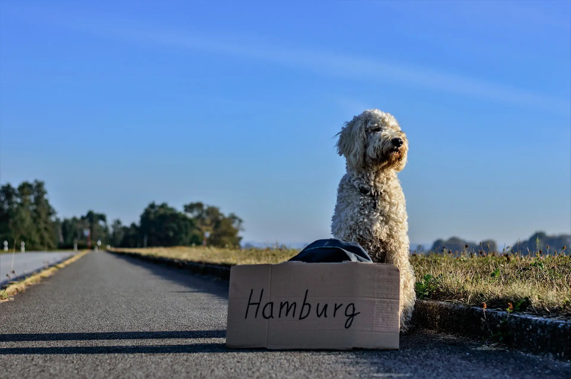 doggy hitchhiker